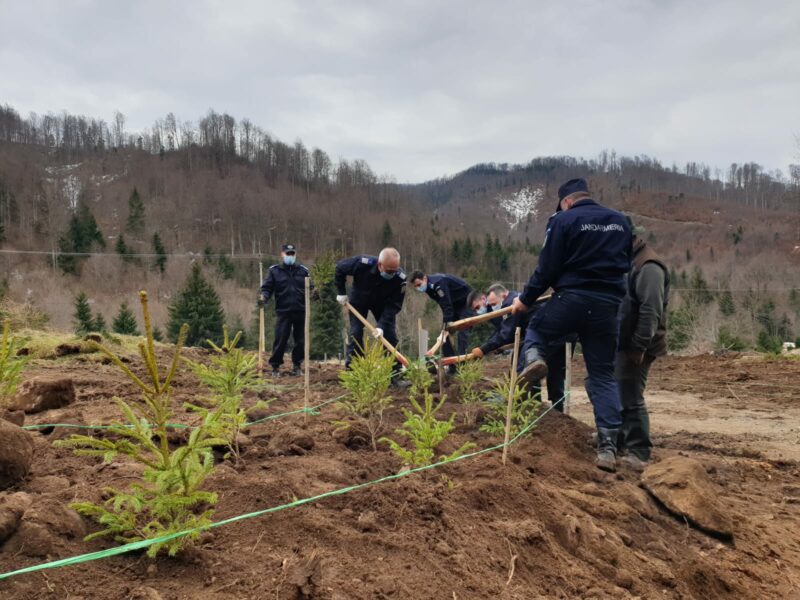 Bistrița | Se întâmplă și lucruri bune: Jandarmii au plantat peste 1500 de puieți de molid