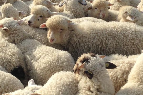 Frenezia mieilor! Transport fără documente sanitar-veterinare