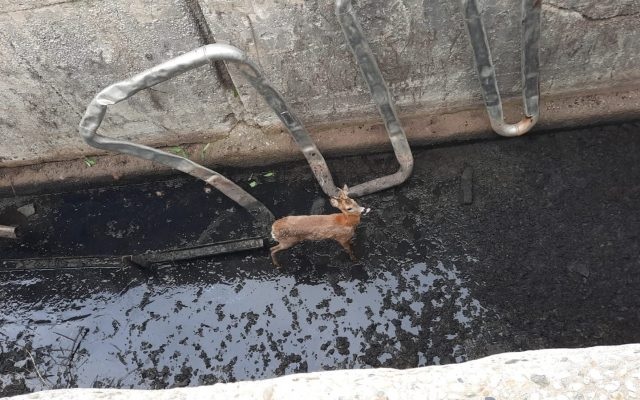 ALBA | VIDEO Pui de căprioară, salvat dintr-un bazin de apă adânc de patru metri