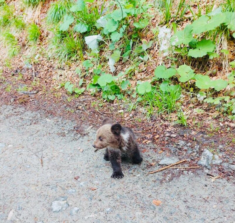 SIBIU | FOTO Ursuleț salvat de către polițiștii din Sibiu