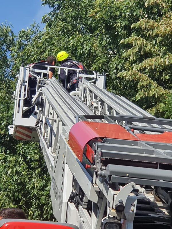 FOTO | Pompierii sătmăreni trimiși să captureze un papagal