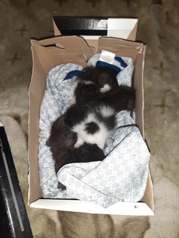 Imagini adorabile | Cinci puiuți de pisică și-o poveste cu final fericit