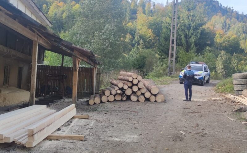 FOTO | Se fură ca-n codru. Lemnul la mare căutare