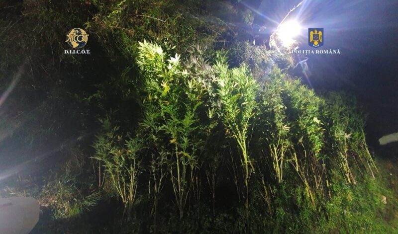 VIDEO | Drogurile la mare căutare în județul Cluj