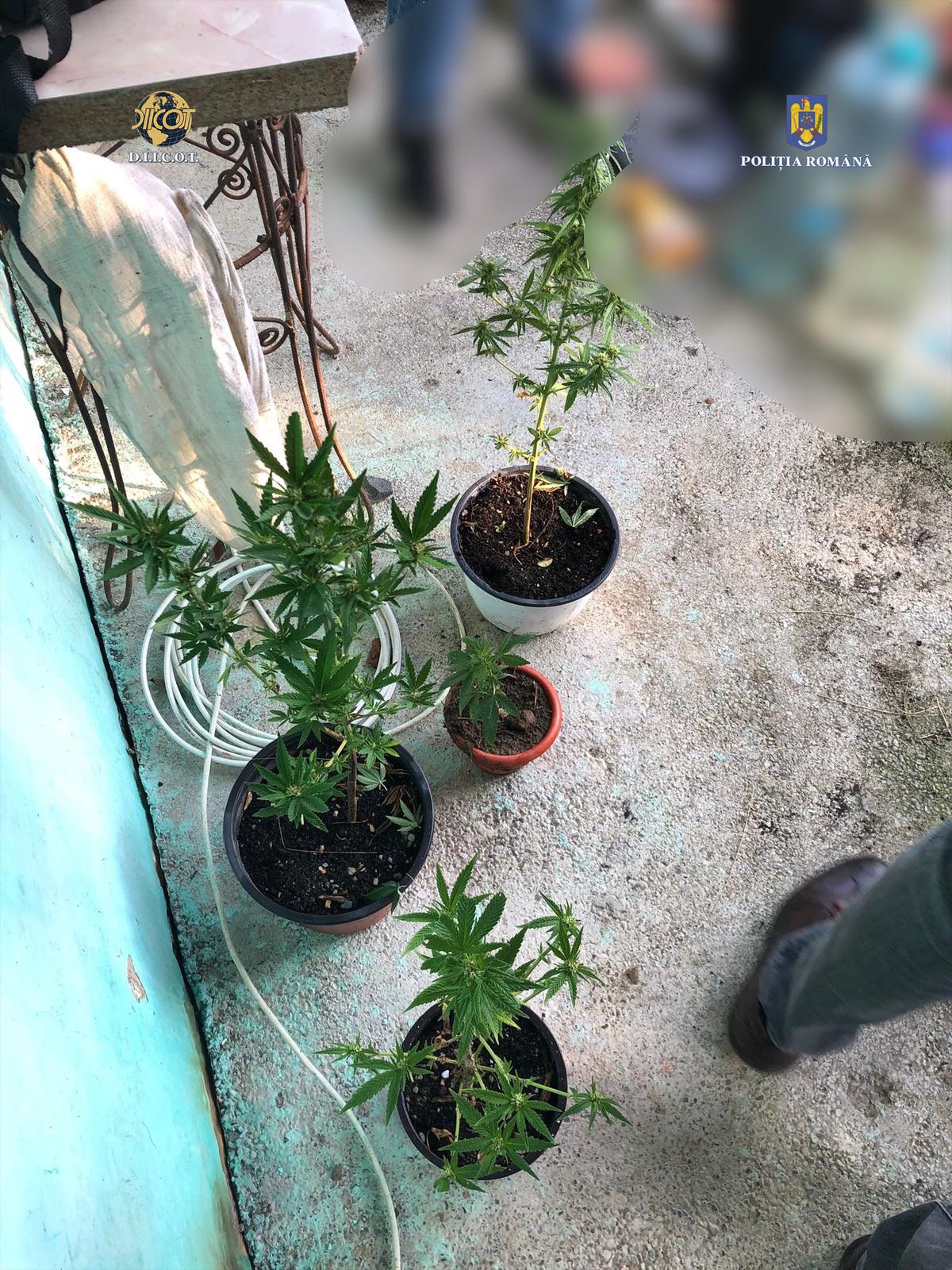 Vânătoarea de droguri. Percheziții în Sălaj