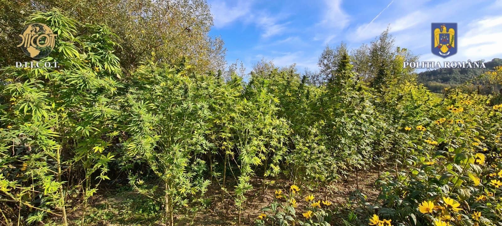 Cultură de canabis în apropiere de Luduș