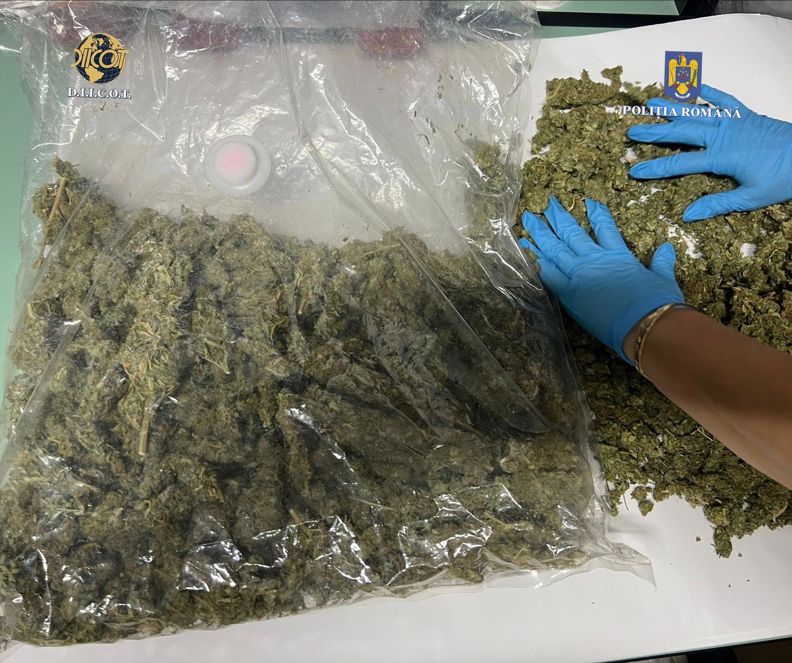 Peste un kilogram de „iarbă” ascuns în pereții unei mansarde