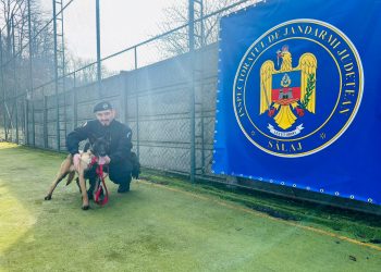 ciobănesc belgian malinois