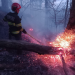 Pădure în pericol. Pompierii mureșeni intervin cu dificultate la 1 incendiu de vegetație