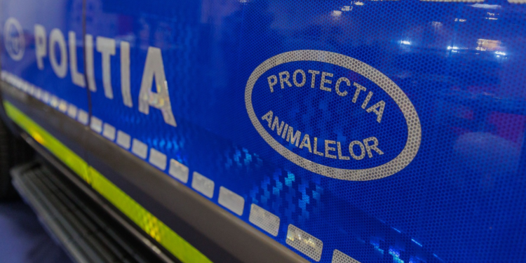 ancheta