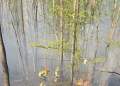 incendii