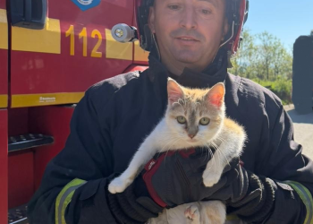 Bihor | Pisica din vârful stâlpului. A fost salvată după 2 zile