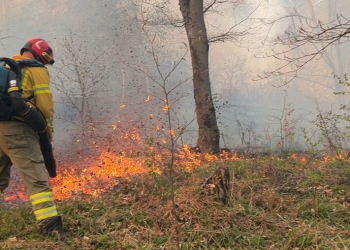 Incendii de vegetație în Bihor: 40 de hectare afectate, păduri în pericol