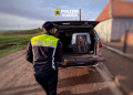 Lupte ilegale de câini în Mureș.  Animalele au fost ridicate de poliție