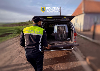Lupte ilegale de câini în Mureș.  Animalele au fost ridicate de poliție