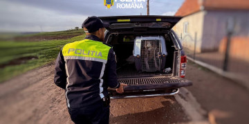 Lupte ilegale de câini în Mureș.  Animalele au fost ridicate de poliție