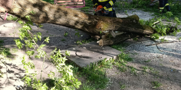 Copacii dau bătaie de cap pompierilor din Târgu Mureș. Încă o intervenție, pe strada Mărăști