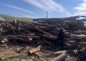 Autoritățile clujene puse pe controale în domeniul silvic