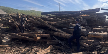 Autoritățile clujene puse pe controale în domeniul silvic