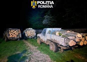 3 tineri prinși în flagrant. Tăiere ilegală și furt de arbori în Sibiu
