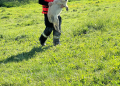 Câine