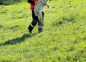 Câine
