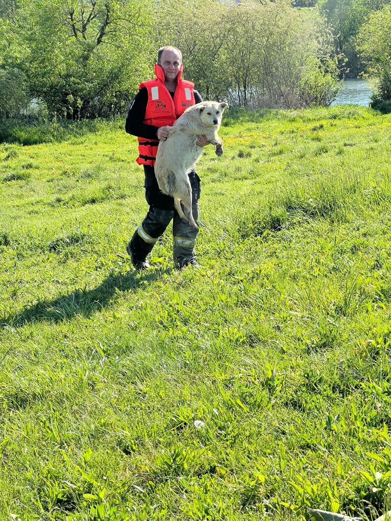 Câine