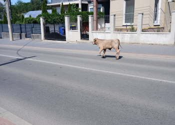 vitel