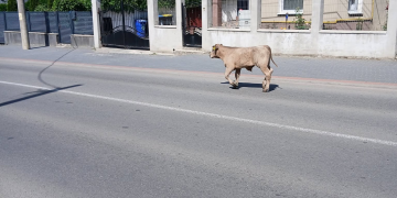 vitel