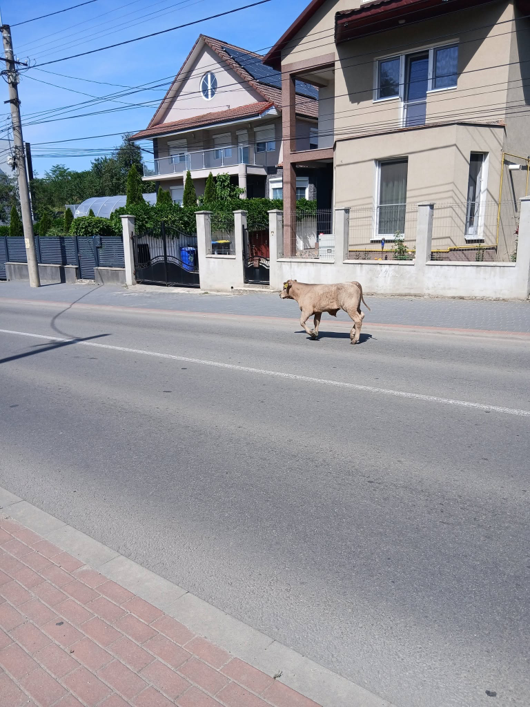 vitel