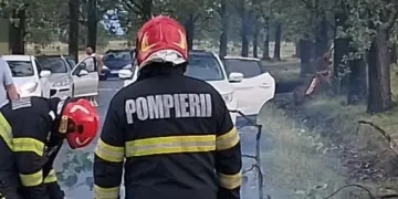 copaci