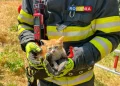 Pui de pisică salvat dintr-o fântână adâncă de 3 metri de pompierii din Alba Iulia