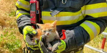 Pui de pisică salvat dintr-o fântână adâncă de 3 metri de pompierii din Alba Iulia