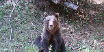 Urs semnalat în localitatea Buru. A fost emis mesaj RO-Alert