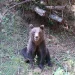 Urs semnalat în localitatea Buru. A fost emis mesaj RO-Alert