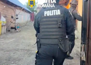 VIDEO | 10 percheziții în Brașov. 3 pădurari reținuți într-un dosar privind furturi de lemne