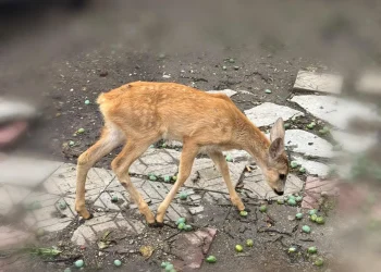 caprioara