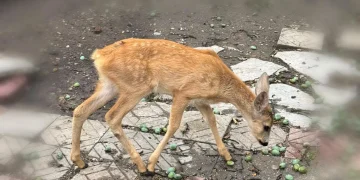caprioara