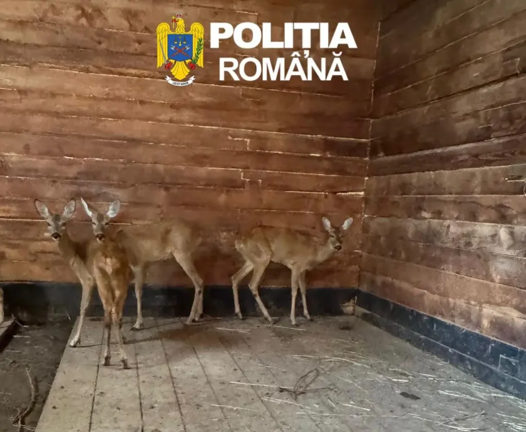 Căprioare