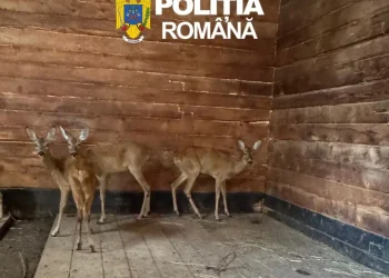 Căprioare