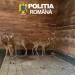 Căprioare