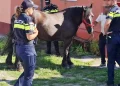 protecția animalelor
