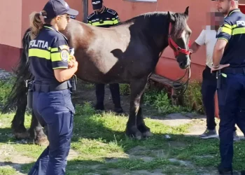protecția animalelor