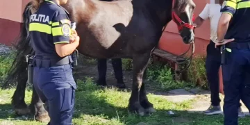 protecția animalelor