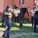 protecția animalelor