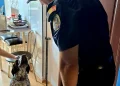 Polițiștii brașoveni monitorizează situația patrupedului bătut de proprietar pe o stradă din Brașov