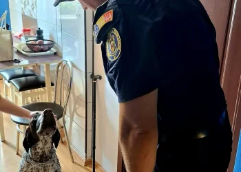 Polițiștii brașoveni monitorizează situația patrupedului bătut de proprietar pe o stradă din Brașov