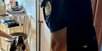 Polițiștii brașoveni monitorizează situația patrupedului bătut de proprietar pe o stradă din Brașov