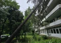 Intervenții ISU Mureș în Reghin și Târgu Mureș. Un brad a căzut peste un bloc, iar o creangă peste autoturisme