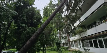Intervenții ale pompierilor în Reghin și Târgu Mureș: un brad a căzut peste un bloc, iar o creangă, peste autoturisme